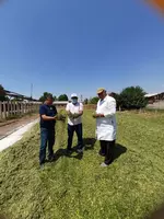 от {0} сум Семена кукурузы HYBRID