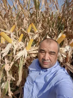 1 397 000 сум / шт. Семена кукурузы HYBRID