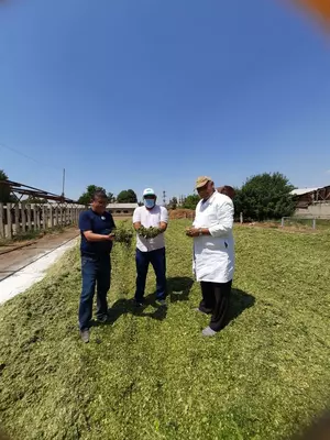 Семена кукурузы HYBRID Оптом и розница