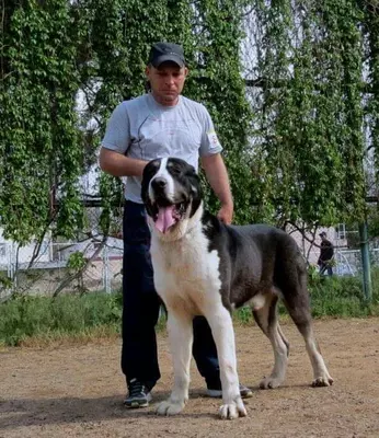 Индивидуальная дрессировка собак