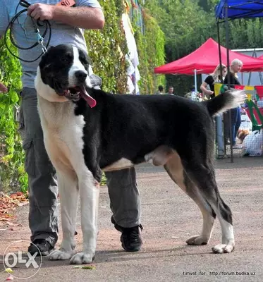 Индивидуальная дрессировка собак