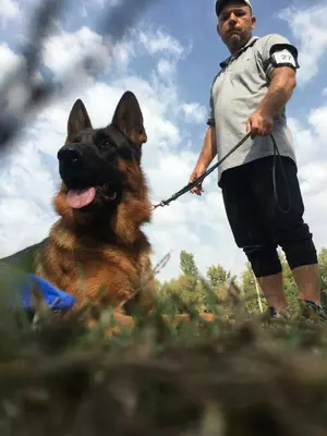 Индивидуальная дрессировка собак