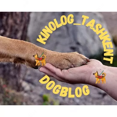 Коррекция поведения собак