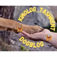 Коррекция поведения собак