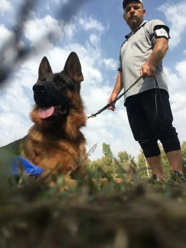 Коррекция поведения собак