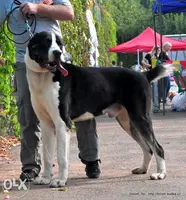 Общий курс дрессировки (ОКД) Дрессировка собак в Ташкенте