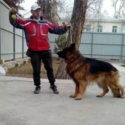 Групповая дрессировка собак