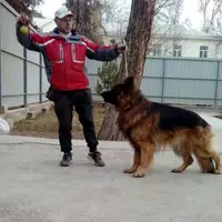 Групповая дрессировка собак Только в розницу