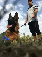 Групповая дрессировка собак Дрессировка собак в Ташкенте