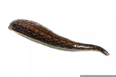 Zuluklar (1 dona) - 25 000 so'm