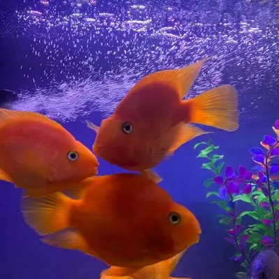 Рыбный магазин