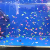 Рыбный магазин - от 15 000 сум