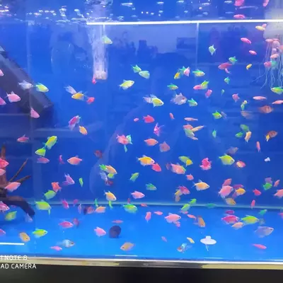 Рыбный магазин - от 15 000 сум / шт.