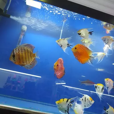 Рыбный магазин - от 15 000 сум / шт.