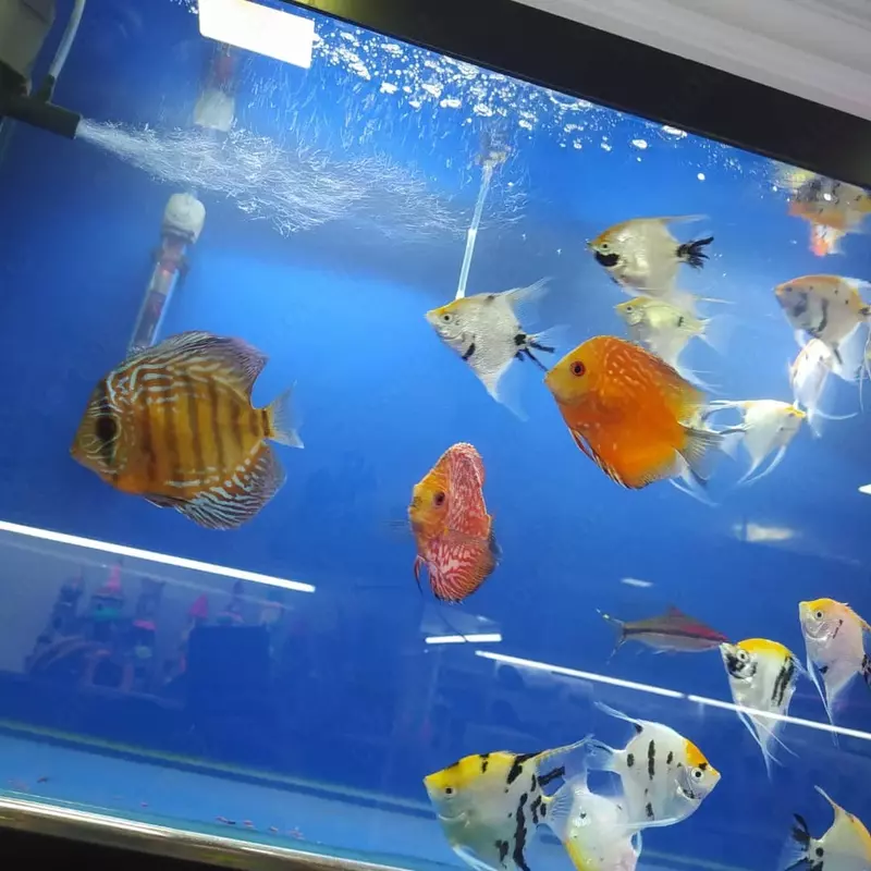 Рыбный магазин - от 15 000 сум