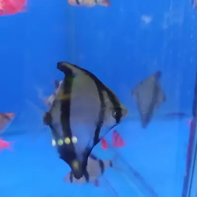 от 15 000 сум / шт. Рыбный магазин