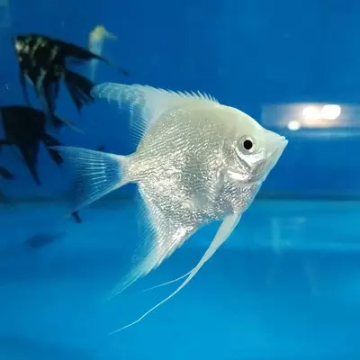 Рыбный магазин AquaMir