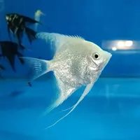 Рыбный магазин AquaMir