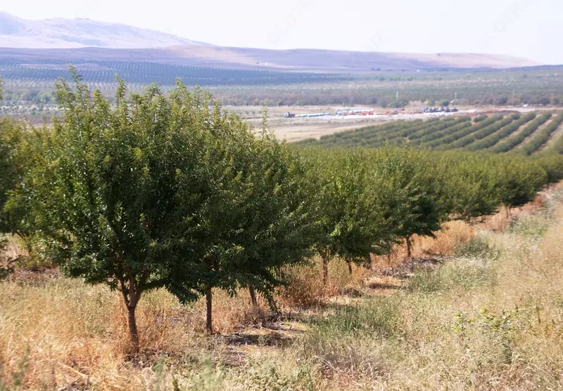 Гидрогель «Аgrogel Green»