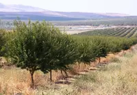 Гидрогель «Аgrogel Green»