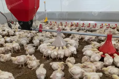 Оборудование для птицеводства SAGRADA SAGRADA