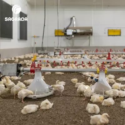 Оборудование для птицеводства SAGRADA
