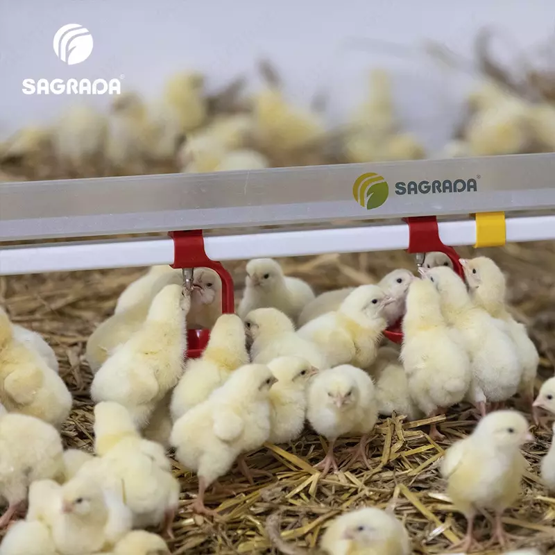 Ниппельное поение для бройлеров