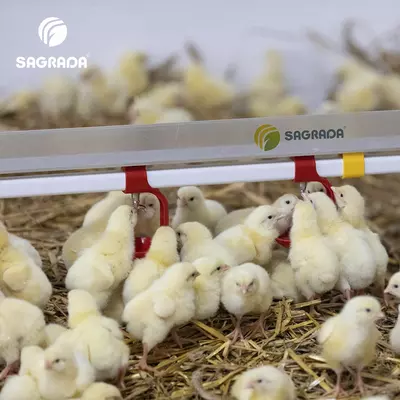 Ниппельное поение для бройлеров