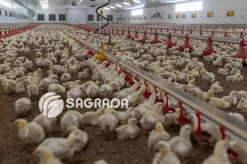 Ниппельное поение для бройлеров - по запросу