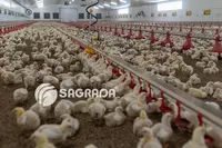 Ниппельное поение для бройлеров - по запросу