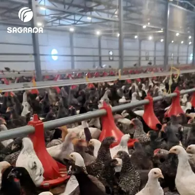 Автоматические кормушки для кур-несушек