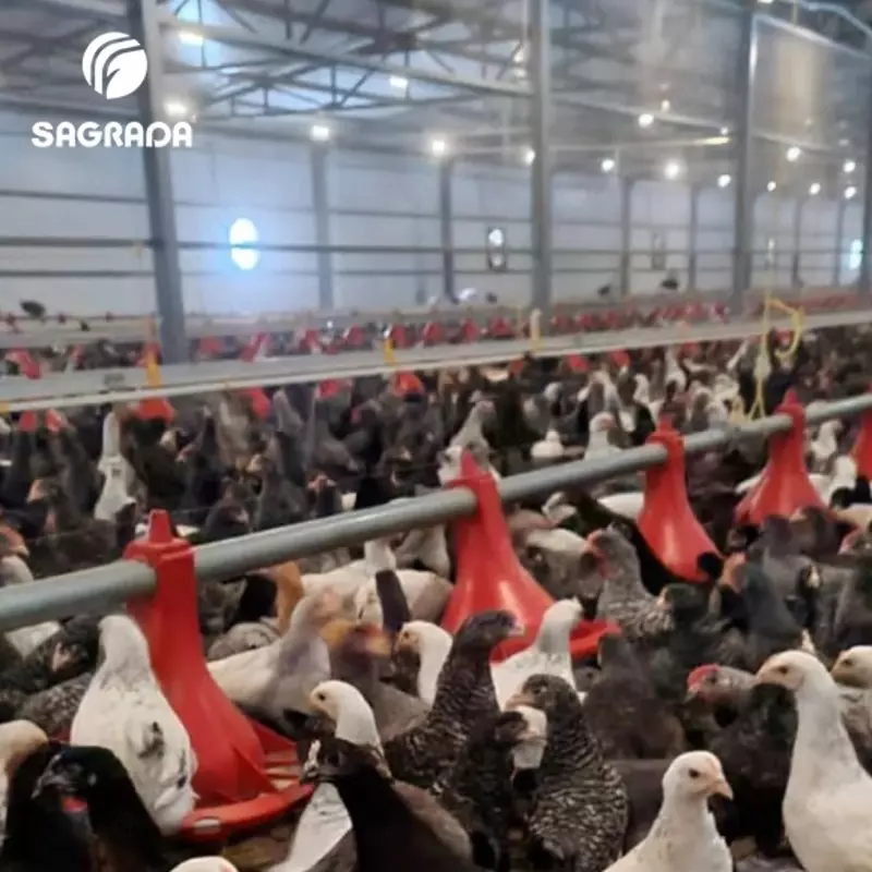 Qo'yuvchi tovuqlar uchun avtomatik oziqlantiruvchilar