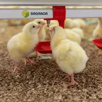 Broylerlar uchun ichimlik liniyalari