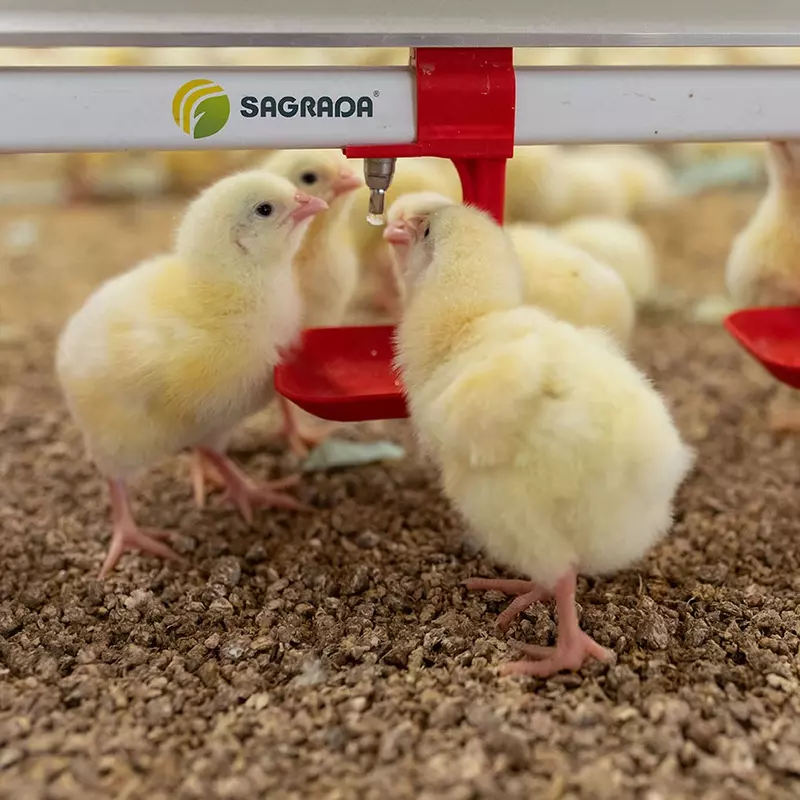 Broylerlar uchun ichimlik liniyalari