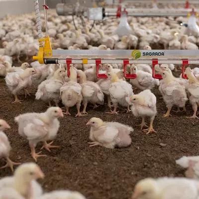 Линии поения для бройлеров - Цена по запросу