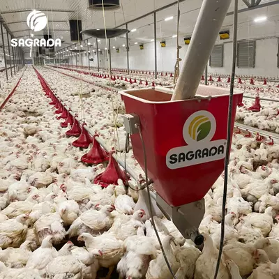 Broyler tovuqlarini boqish liniyalari