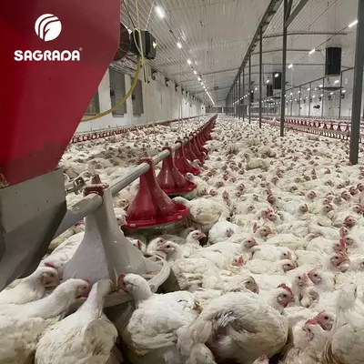 Broyler tovuqlarini boqish liniyalari - Narx so'rov asosida