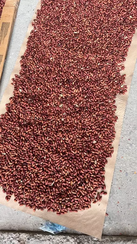 Барабанная печь Uskunalar Uz