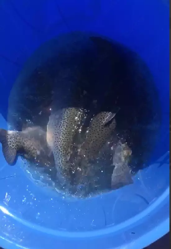 Хон-балик тирик