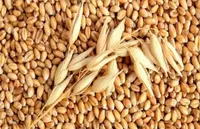 Пшеница 3 класс hi pro