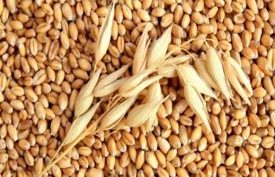 Пшеница 3 класс hi pro