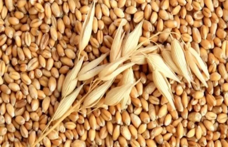 Пшеница 3 класс hi pro - от {0} сум