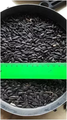 Подсолнечник