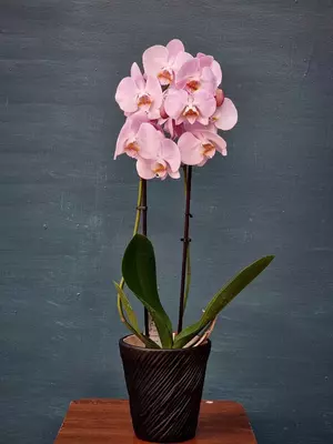Орхидея Фаленопсис (Орхидеи)