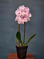 Орхидея Фаленопсис (Орхидеи)
