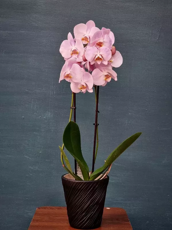 Орхидея Фаленопсис (Орхидеи)