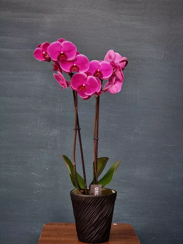Орхидея Фаленопсис (Орхидеи) - от {0} сум