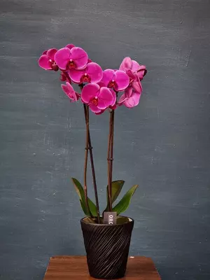 Орхидея Фаленопсис (Орхидеи) - от 110 000 сум / шт.