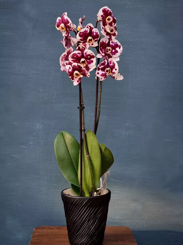 от {0} сум Орхидея Фаленопсис (Орхидеи)