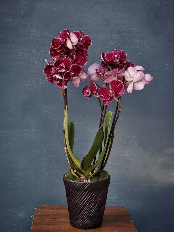 Орхидея Фаленопсис (Орхидеи) Оптом и розница